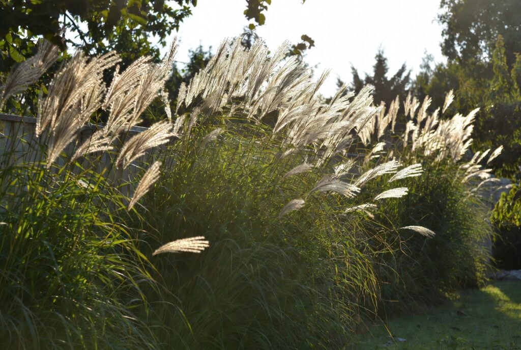 The "Privacy Wall" Using Ornamental Grasses