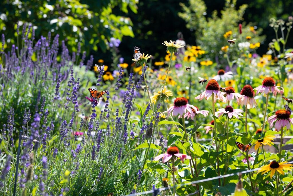  A "Pollinator Pit Stop" (Butterflies + Bees)