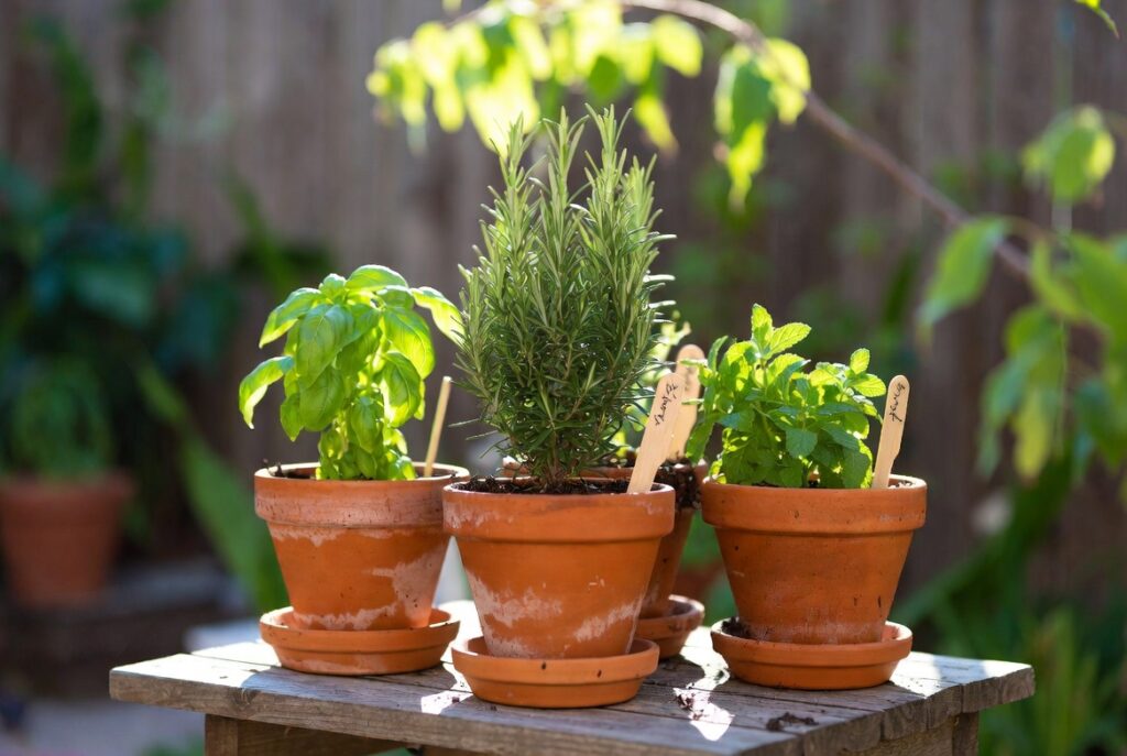 The "Kitchen Garden" Pot Trio