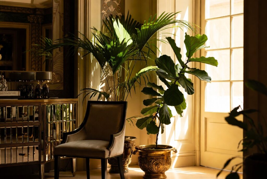 Add a Fan Palm or Fiddle Leaf Fig (The Plant of the Era)