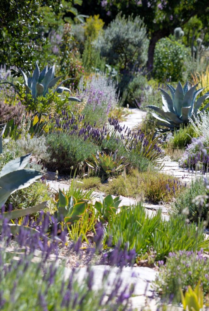 Plant Drought-Tolerant and Native Species