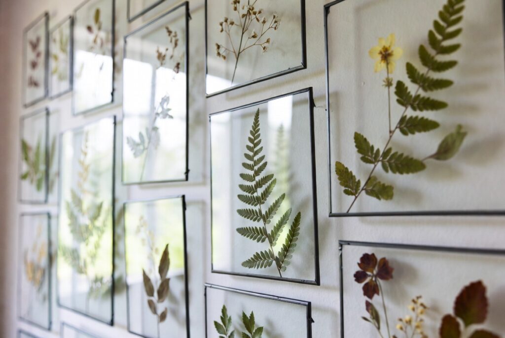 Framed Pressed Flowers